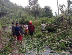 Hujan Badai Melanda Sinjai Tengah Dan Sekitarnya, Pohon Besar Tumbang Menimpah Tiang Listrik Di Desa Saotanre