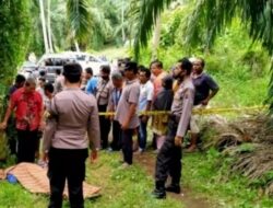 Di temukan mayat Pangibulan, di kebun sawit Daerah pasaman barat.