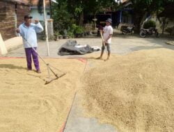 Warga Masyarakat Petani Desa Sukadana Walaupun Panen Bagus Tapi Ngeluh