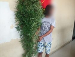 Pemilik Lahan Ganja di Medan Berhasil diringkus