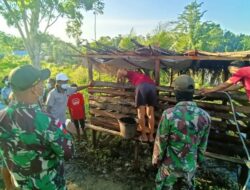 TNI Ajarkan Warga Cara Beternak Babi Yang Baik Di Papua