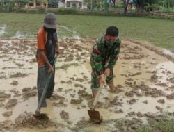 Tanpa Lelah Demi Masyarakat Koramil 28/Prt Kodim 0103/ Aceh Utara Bantu Petani Mengolah Sawah