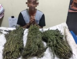 Pemuda Miliki Satu Karung Ganja Di Tangkap Sat Res Narkoba Polres Bener Meriah