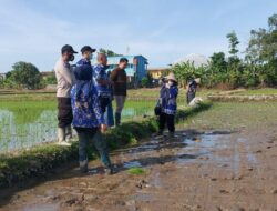 Bhabinkamtibmas Samata Mengikuti Giat Penanaman Padi Dari Dinas Tanaman Pangan Dan Hortikultura