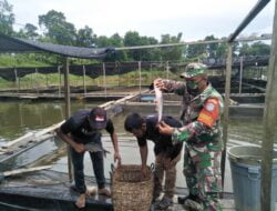 Panen Keempat Budidaya Keramba Apung hasil Binaan Kodim Aceh Utara Tembus 1 Ton Ikan