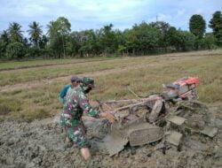 Menggunakan Traktor, Babinsa Bantu Petani Membajak Sawah.