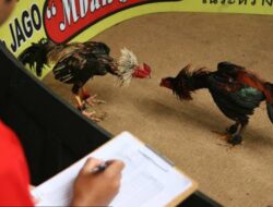 Maraknya Sabung Ayam di Kerinci, Masyarakat Minta pihak Polres Kerinci Segera Mengambil Tidakan Di Wilayah Hukumnya 