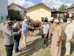 Berbagi Kepada Sesama, Polres Sinjai Berkurban 10 Ekor Sapi di Hari Raya Idul Adha.