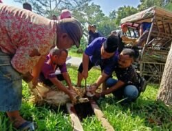 Kakanwil Kemenag Sumut Drs H Syarul Wirdah MM berikan lembu kurban untuk PD Tarbiyah Perti Sumut