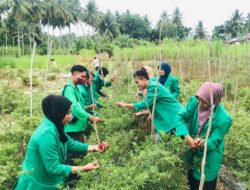 Mahasiswa KKN-MK K12 Berbaur Dengan Petani Memanen Cabai