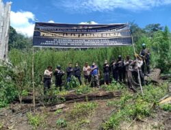 Polri Musnahkan 7 Haktare Ladang Ganja Di Gunung Lauser Dan Sita 592 Kg Ganja Kering