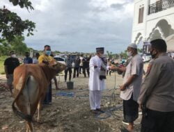 Polres Pulau Buru memyembelih hewan Qurban sebanyak 11 ekor Sapi