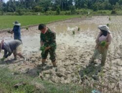 Bantu Petani, Babinsa Koramil 28/Prt Kodim 0103/Aut Terjun Kesawah Menanam Padi.