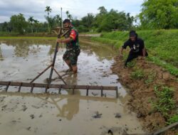 TNI Merakyat, Babinsa Koramil 08/Lsk Bantu Petani Membajak Sawah