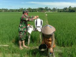 Bersama Warga Binaanya, Babinsa Koramil 28/Prt Kodim 0103/Aut Bantu Menyemprot Hama Padi di Sawah.