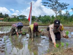 Demi menolong warga Masyarakat Binaan nya, Polisi Simeulue Kesawah pun Mau