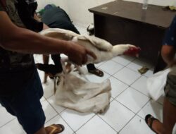 Bikin Resah Warga, Polisi Di Gowa Gerebek Judi Sabung Ayam Dibelakang Rumah Warga