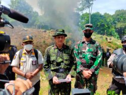 Puluhan Prajurit TNI/Polri, Mengobrak-abrik Ladang Ganja Di Aceh Utara