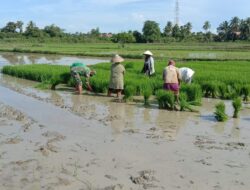 Bukti kedekatan dengan Masyarakat,Personel Satgas TMMD Ke 112 Bantu Warga Mencabut bibit padi di sawah