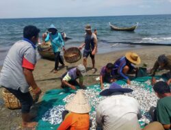 Akhir Dari Cuaca Buruk, Nelayan Pukat Darat Panen ikan