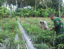 Babinsa Blang Mangat, Dampingi Petani Cabe Wujudkan Ketahanan Pangan