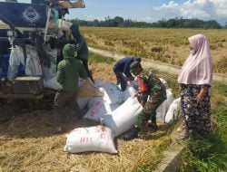 Memasuki musim Panen, Babinsa Bantu Warga Memanen dan Merontokan Padi disawah.