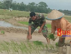 TNI Bantu Warga Di Desa Binaan Babinsa Turun ke Sawah.