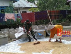 TNI Kodim 0103/Aut, Selalu Hadir Di Tengah-Tengah Petani Desa Pucuk Alue