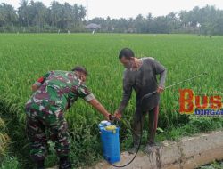 TNI Kodim 0103/Aut, Dampingi Warga Bantu Menyemprot Padi di Sawah