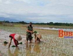 Bantu Warga, Babinsa 05/ Syamtalira Bayu Turun Kesawah Tanam Padi