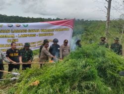 Polisi Musnahkan 6,28 Hektar Ladang Ganja Sawang Aceh Utara