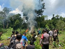 Personel Brimob Polda Aceh dan BNN RI Musnahkan Ribuan Batang Ganja