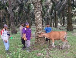 Polisi Dampingi Vaksinasi PMK di Dua Kecamatan Yang Ada di Tulang Bawang