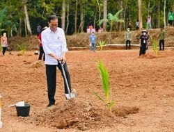 Dibantu Bibit Kelapa Genjah; Terimakasih Pak Jokowi dan Pak Ganjar