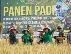 Ketua Persit KCK Daerah III/Siliwangi Panen Padi Demplot Bios 44 DC di Wilayah Kodim 0605/Subang