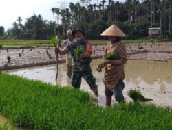 Bersama Warga,Babinsa 17/Spk Turun ke sawah Tanam Padi.