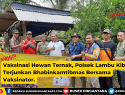 Vaksinasi Hewan Ternak, Polsek Lambu Kibang Terjunkan Bhabinkamtibmas Bersama Vaksinator.