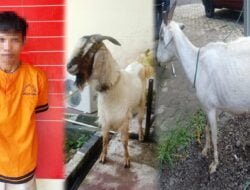 Curi Kambing di Tulang Bawang, Warga Ogan Ilir Ditangkap Polisi