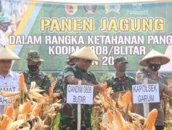 Tingkatkan Ketahanan Pangan, Kodim 0808/Blitar Gelar Panen Jagung