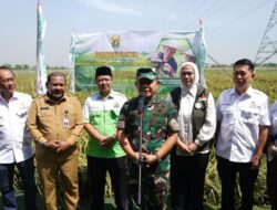 Kasad Panen Raya Padi Unggulan di Karawang⁣⁣