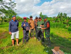 Peduli Lingkungan, Babinsa Koramil Sutojayan Bersama Dinas Terkait Dan Warga Masyarakat Tanam Pohon Kayu Putih