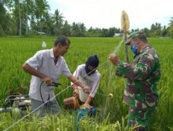 Turun ke Desa Babinsa Kodim 0103/Aut, Bantu Warga Menyemprot Hama Padi di Sawah.