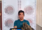 Seorang Pria Diduga Pengedar Ganja di Ringkus Polisi 